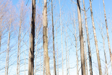 background dry tree and blue sky in park