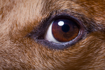 close up dog eye