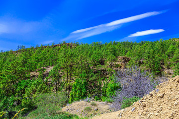 Fototapeta na wymiar Fir Trees on Mountain Landscape