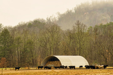 Metal barn full of hay bales surrounded with black cows.
