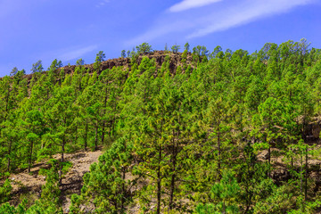 Fototapeta na wymiar Fir Trees on Mountain Landscape