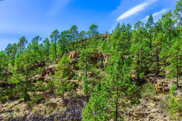 Fototapeta premium Fir Trees on Mountain Landscape