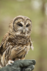 Barred Owl sitting on a handler's glove.