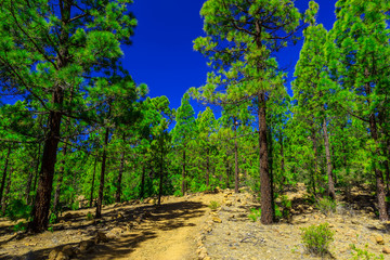 Fir Trees on Mountain Landscape