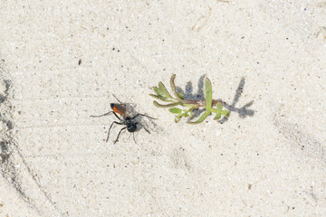 Avispa zapadora de la arena de banda rosa