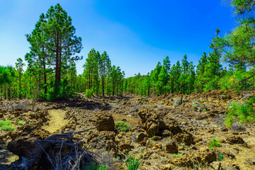 Fir Trees on Mountain Landscape