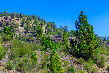 Fir Trees on Mountain Landscape