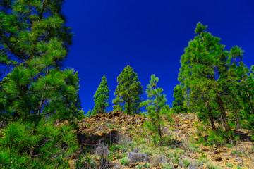 Fir Trees on Mountain Landscape