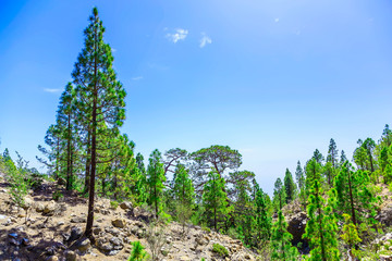Fir Trees on Mountain Landscape