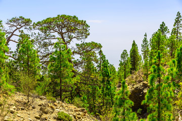 Fir Trees on Mountain Landscape