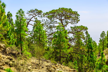 Fir Trees on Mountain Landscape