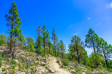 Fir Trees on Mountain Landscape