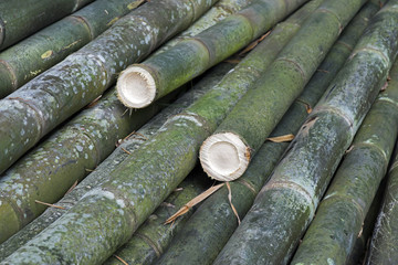 Giant bamboo, the highest grass