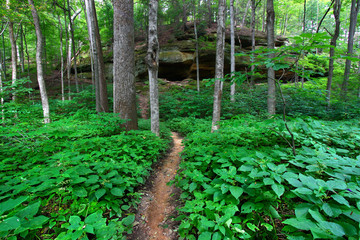 Hiking trail through the forest of Turkey Run State Park in Indiana