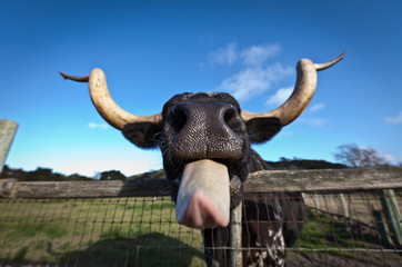 Bull sticking his tongue out.
