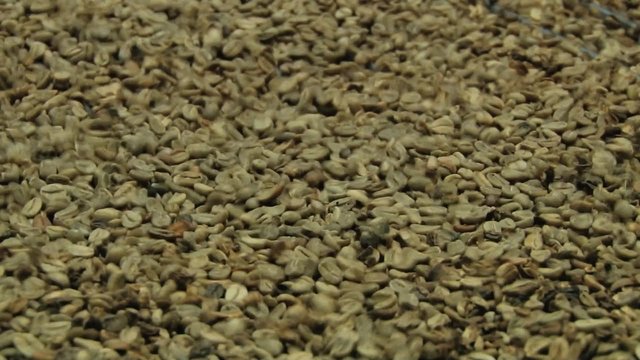 Fresh coffee beans shake in bean size separating machine.