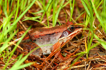 Wood Frog (Rana sylvatica) in the northwoods of Wisconsin