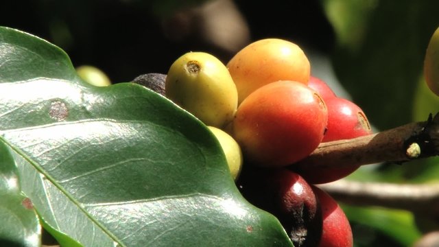 Red Arabica coffee beans at the plantation in Jarabacoa in Dominican Republic.