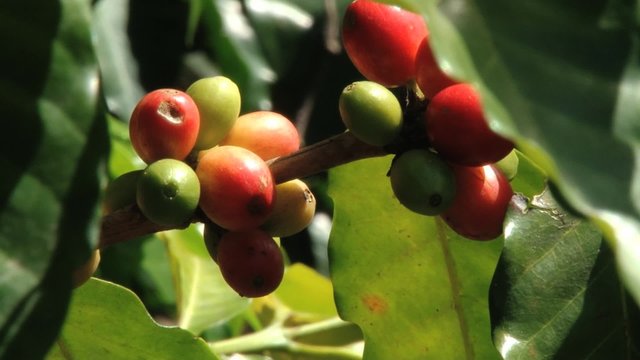 Red Arabica coffee beans at the plantation in Jarabacoa in Dominican Republic.