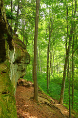 Turkey Run State Park Woodland