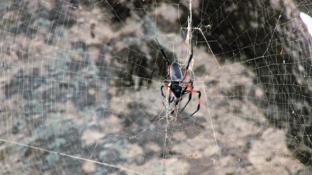 The red-legged golden orb-web spider (Nephila inaurata) weaves the net in Pamplemousses, Mauritius.