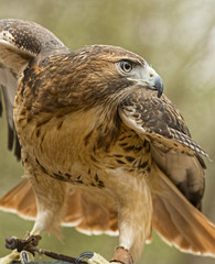 Close up Red Tailed Hawk with wings spread. - 98125599