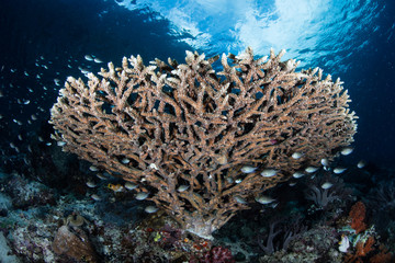 Fototapeta na wymiar Table Coral Underwater