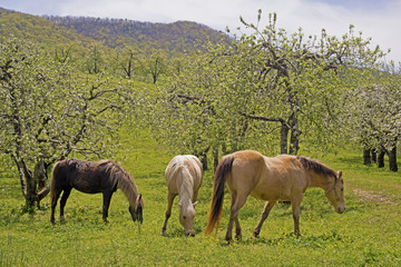 Naklejka na ściany i meble Horses graze beneath blooming apple trees in spring.