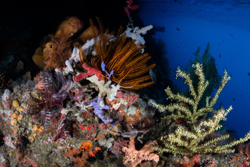 Coral Reef Biodiversity