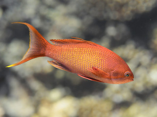 Obraz premium Lyretail anthias fish in sea water, sea goldie closeup