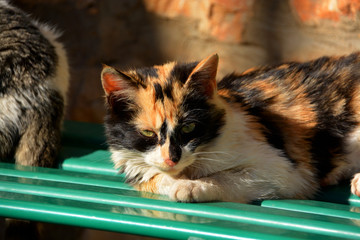 gato callejero © uzkiland