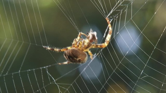 European garden spider wraps prey in silk and moves to hiding.