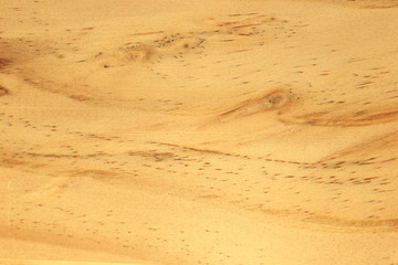 Background of wood texture closeup