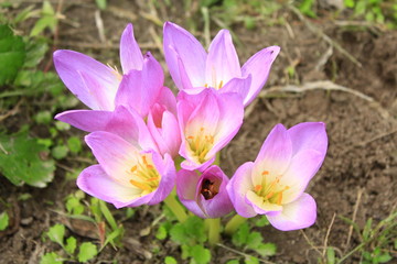 flowers of colchicum autumnale