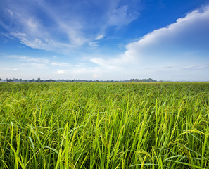 Paddy field in Malacca, Malaysia with blue sky
