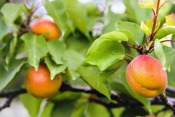 Apricot Tree Closeup