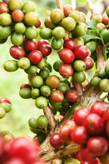Coffee beans ripening on a tree.