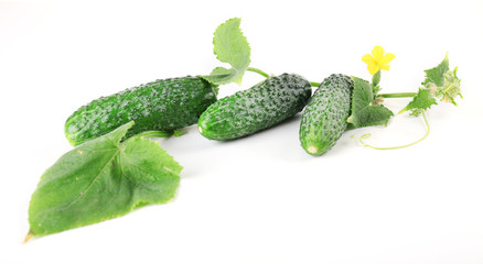 Cucumbers with leafs isolated on white background
