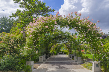 Owens Rose Garden Arch