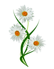 daisies summer white flower isolated on white background