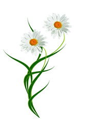 daisies summer white flower isolated on white background