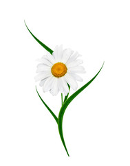 daisies summer white flower isolated on white background