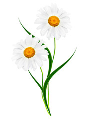 daisies summer white flower isolated on white background