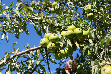 Fresh apples on the tree, close up