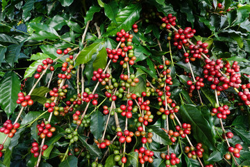 Obraz premium Coffee beans ripening on a tree.