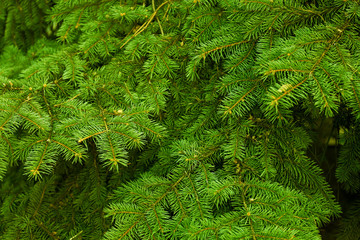 Pine tree background