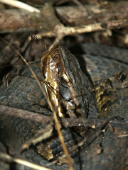 Cottonmouth Snake in Illinois