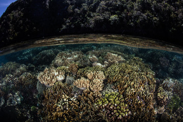 Reef and Island in Tropical Pacific
