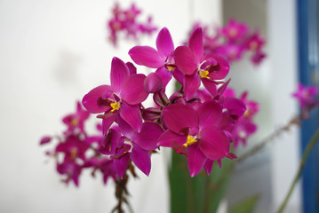 Fototapeta na wymiar magenta color orchid flower