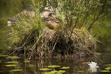 Blue-winged teal sitting on nest in shrub on Limekiln Lake in the Adirondacks of New York.